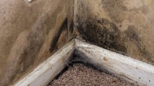 Mould-Removal-Service-Max-Pro-Disaster-Restoration-Services
